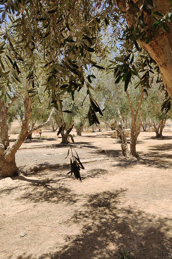 טיול עם ילדים במדבר פיקניק במטע זיתים ליד עזוז